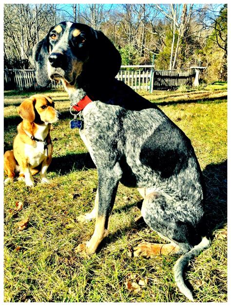 This is GAWA Macau hound Ivy At 5, Ivy is the youngest.